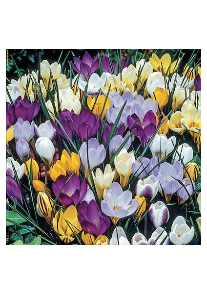 5 Adet Büyüleyici Renkler Karışık Çiğdem Çiçeği Soğanı Yeni Mahsul..