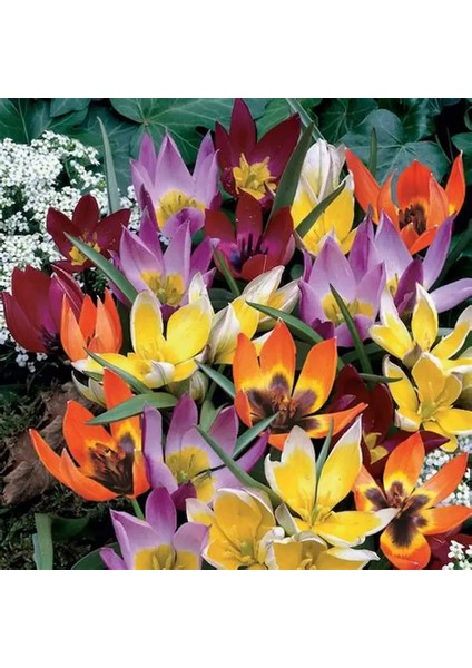 5 Adet Büyüleyici Renkler Karışık Çiğdem Çiçeği Soğanı Yeni Mahsul.. fiyatları