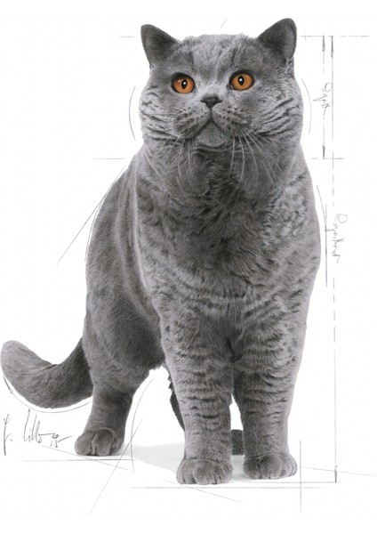 British Shorthair Adult Yetişkin Kedi Maması 400 Gr