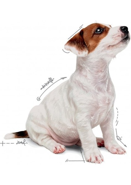 Küçük Irklar için Yavru Yaş Köpek Maması 12 x 85g