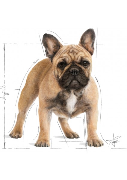 French Bulldog Adult Yetişkin Köpek Maması 3 Kg