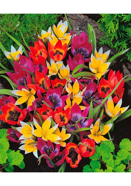 5 Adet Büyüleyici Renkler Karışık Çiğdem Çiçeği Soğanı Yeni Mahsul.. fiyatları