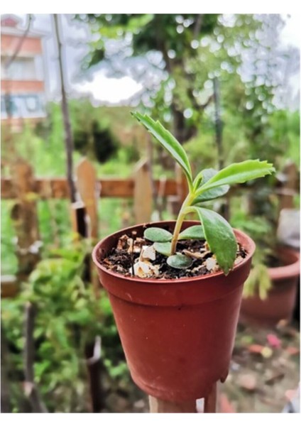 Aşkın Gözyaşı Çiçeği 10-20 cm