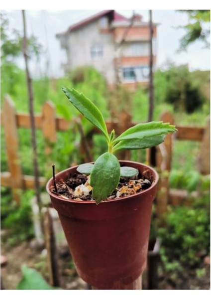 Aşkın Gözyaşı Çiçeği 10-20 cm fiyatları