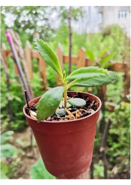 Aşkın Gözyaşı Çiçeği 10-20 cm modelleri