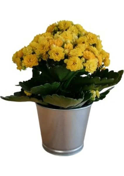 Kalanchoe Kalanşo Çiçeği (Sarı Çiçekli) modelleri