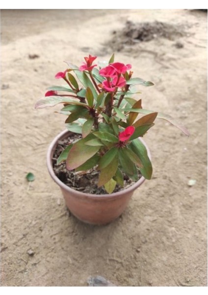 Dikenler Tacı Fidanı Kırmızı 10-20 cm