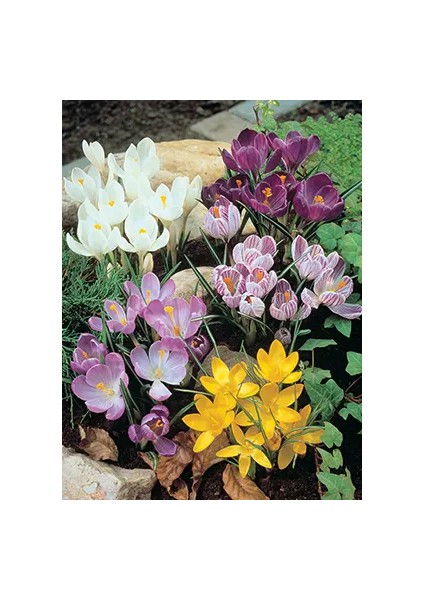 5 Adet Büyüleyici Renkler Karışık Çiğdem Çiçeği Soğanı.yeni Mahsul Çimlenme Garantili