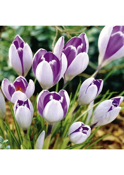 5 Adet Büyüleyici Renkler Karışık Çiğdem Çiçeği Soğanı.yeni Mahsul Çimlenme Garantili modelleri