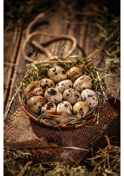 48 Adet Kıbrıs Jumbo Japon Ukrayna Bıldırcın Kuluçkalık Yumurta