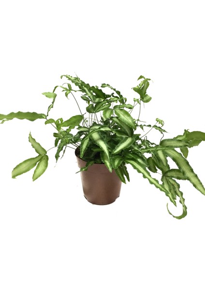 Pteris Cretica 'Albo' (Eğrelti Otu)