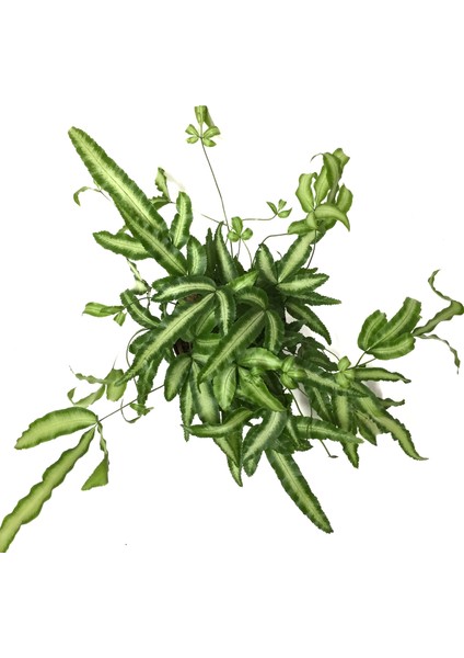 Pteris Cretica 'Albo' (Eğrelti Otu) fiyatları