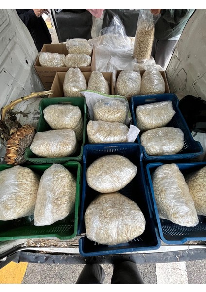 Soyulmuş Kastamonu Sarımsağı (Şoklanmamıştır Siparişten Itibaren Basınç ile Taze Soyulmaktadır) modelleri