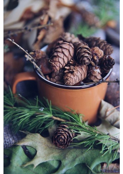 Bergama Vakfı Kozalak Macunu 3X420 gr Aile Seti modelleri