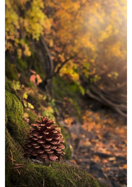 Bergama Vakfı Kozalak Macunu 3X420 gr Aile Seti indirimleri