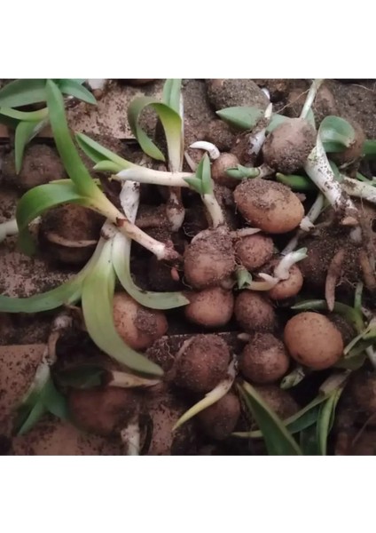 5 Adet Salep Yumrusu Yeni Mahsul Çimlenme Garantili..dikilmeye Hazır... modelleri