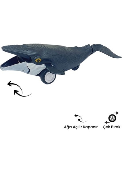 Sürtmeli Hayvanlar Serisi - H-53 - Balina