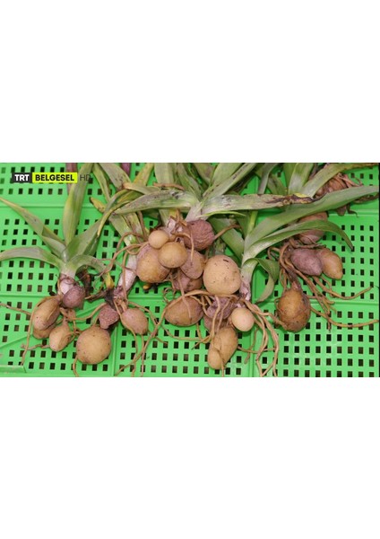 4 Adet Salep Yumrusu Yeni Mahsul Çimlenme Garantili..dikilmeye Hazır...