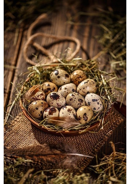 36 Adet Kıbrıs Jumbo Japon Ukrayna Bıldırcın Kuluçkalık Yumurta