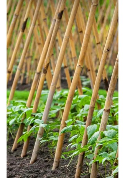 100 cm Doğal Bambu Çubuk 25-35MM 10 Adet fiyatları