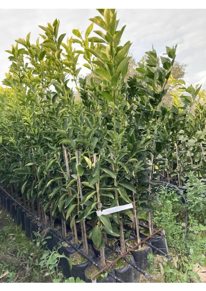 Tüplü Tatlı Limon (Şeker Limon) Fidanı Gloria Fidancılık