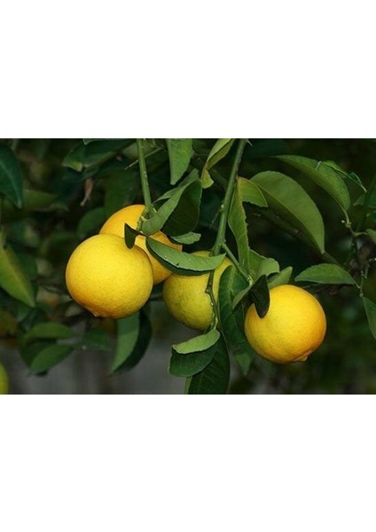 Tüplü Tatlı Limon (Şeker Limon) Fidanı Gloria Fidancılık fiyatları