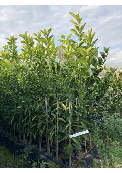 Tüplü Tatlı Limon (Şeker Limon) Fidanı Gloria Fidancılık modelleri