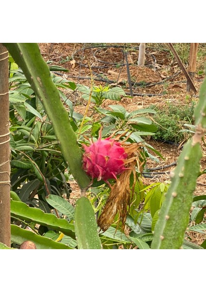Ejder Meyvesi (Pitaya) – 200-300 gr ( Bahçeden Taze Hasat)