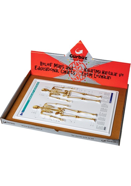 31010 Anatomi Levhaları KUT.35X50 50Lİ