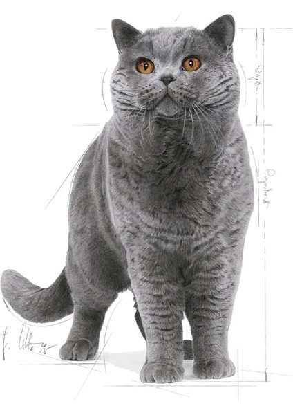 British Shorthair Adult Kedi Maması, 4 kg fiyatları