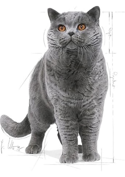 British Shorthair Adult Kedi Maması, 4 kg fırsatları