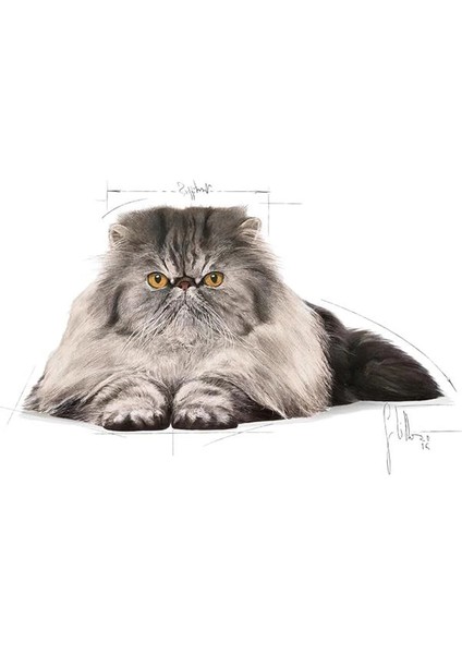 Persian Adult Kedi Maması, 4 kg fiyatları