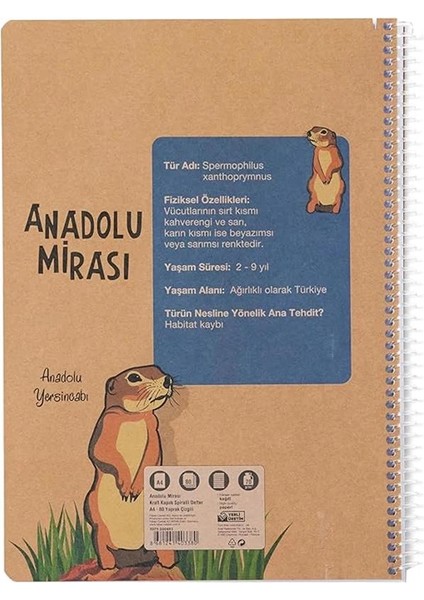 Faber-Castell Spiralli Defter, A4, 80 Yaprak, 70G Kağıt, Çizgili, Anadolu Mirası Desenli, 500 Mikron