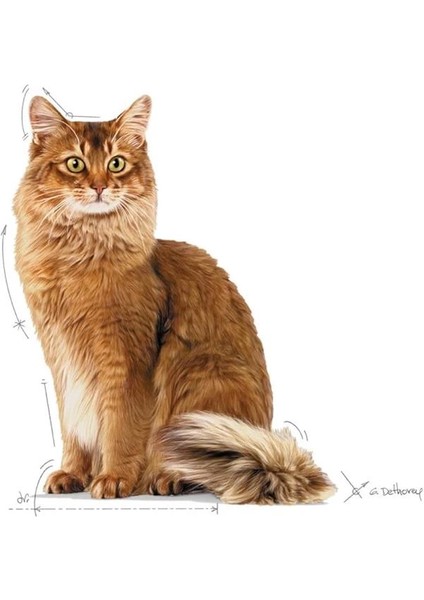 Light Weight Care Kedi Maması, 8 kg fiyatları