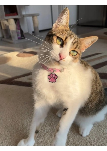 Çelik Simli Kedi Künyesi Kedi Isimliği modelleri