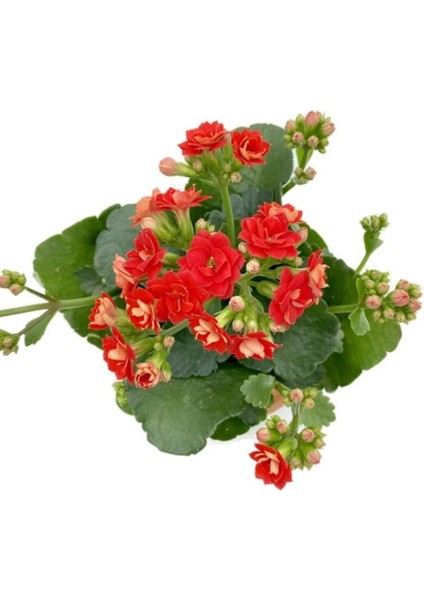 Kalanchoe (Kalanşo) Kırmızı 10-20 cm