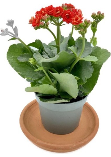 Kalanchoe (Kalanşo) Kırmızı 10-20 cm fiyatları
