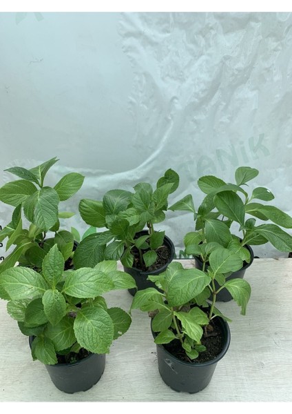 Ortanca Çiçeği Fidanı Fidesi 5 Adet 10-20 cm