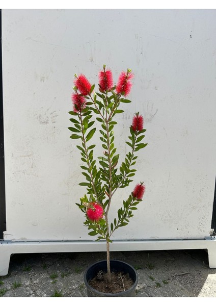 Fırça Çalısı Çiçeği Fidanı 30-60 cm fiyatları