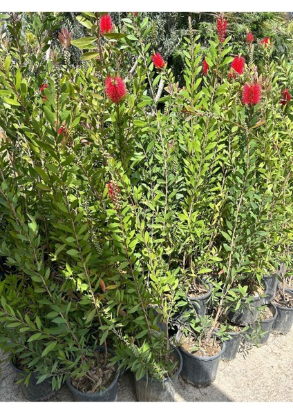 Fırça Çalısı Çiçeği Fidanı 30-60 cm fırsatları