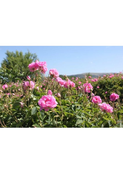 Geleneksel Hakiki Isparta Gülü Fidanı 15-25 cm