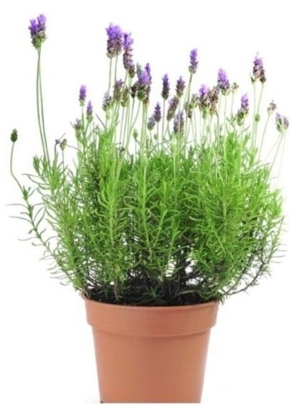Lavanta Çiçeği Fidanı Kokulu Aromatik Balkon Bitkisi 10-20 cm fiyatları