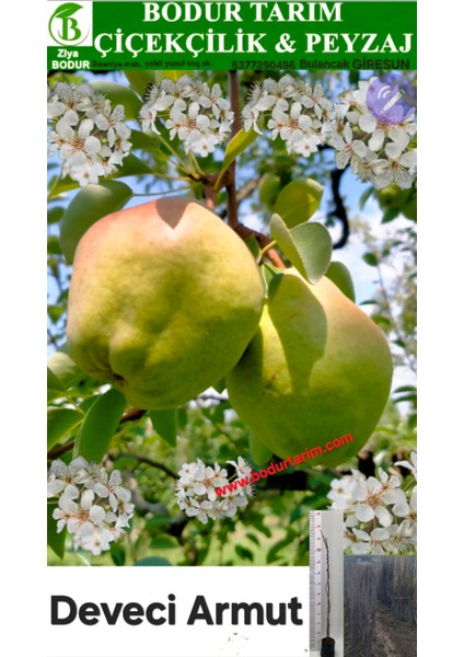 Bulancak 2 Yaşında Yarı Bodur Aşılı Tüplü Topraklı Deveci Armut Meyve Fidanı