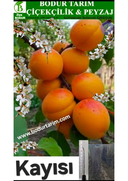 Bulancak 2 Yaşında Yarı Bodur Aşılı Tüplü Topraklı Kayısı Meyve Fidanı