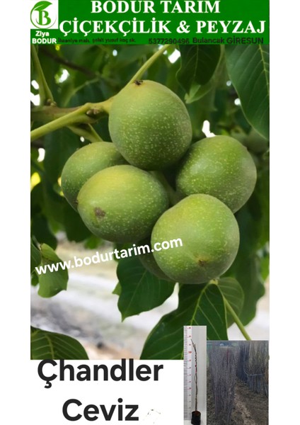 Bulancak 2 Yaşında Yarı Bodur Aşılı Tüplü Topraklı Çhandler Ceviz Meyve Fidanı
