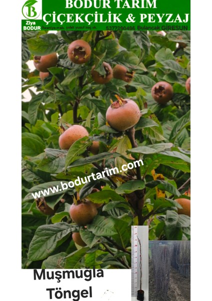 Bulancak 2 Yaşında Yarı Bodur Aşılı Tüplü Topraklı Muşmuğla ,istanbul Töngel Meyve Fidanı
