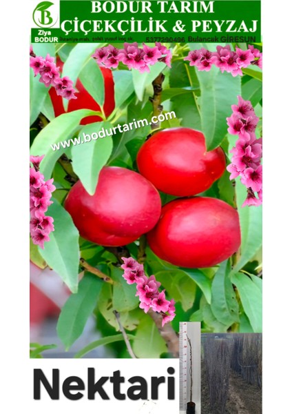 Bulancak 2 Yaşında Yarı Bodur Aşılı Tüplü Toraklı Nektari Meyve Fidanı