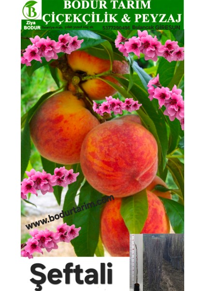 Bulancak 2 Yaşında Yarı Bodur Aşılı Tüplü Topraklı Şeftali Meyve Fidanı