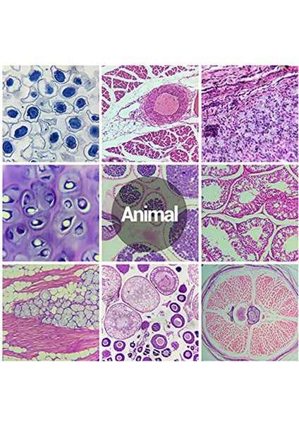Çocuklardan Örneklerle Mikroskop Slaytları, Çocuklarda Yetişkin Mikrobiyoloji Için Mikroskop Slaytları, 100 Adet (Yurt Dışından) indirimleri
