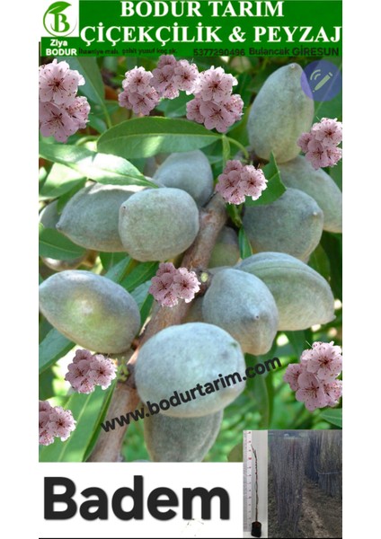 Bulancak 2 Yaşında Yarı Bodur Aşılı Tüplü Topraklı Badem Meyve Fidanı
